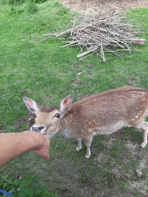 Dom Na Polanie Villa Brzeznica  Dış mekan fotoğraf