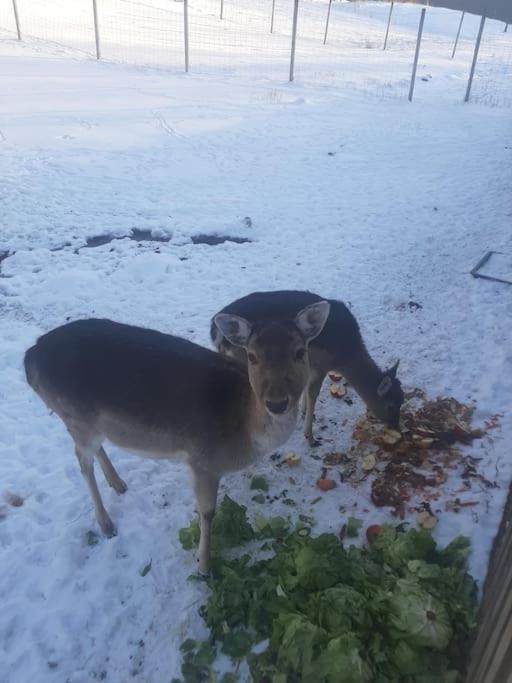 Dom Na Polanie Villa Brzeznica  Dış mekan fotoğraf